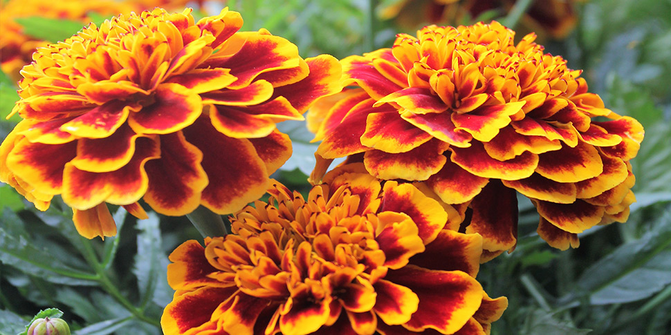 Colossus | Tagetes patula | Compass Horticulture