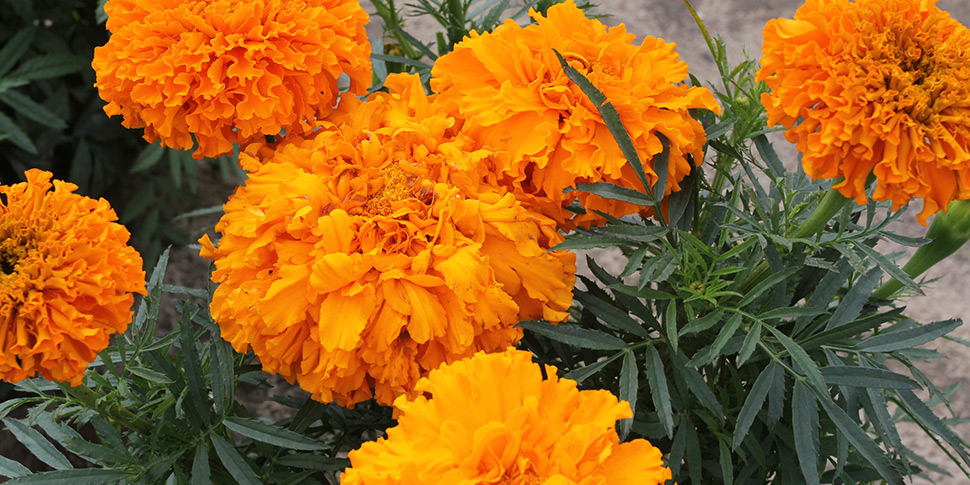 Tagetes-Grande-Orange