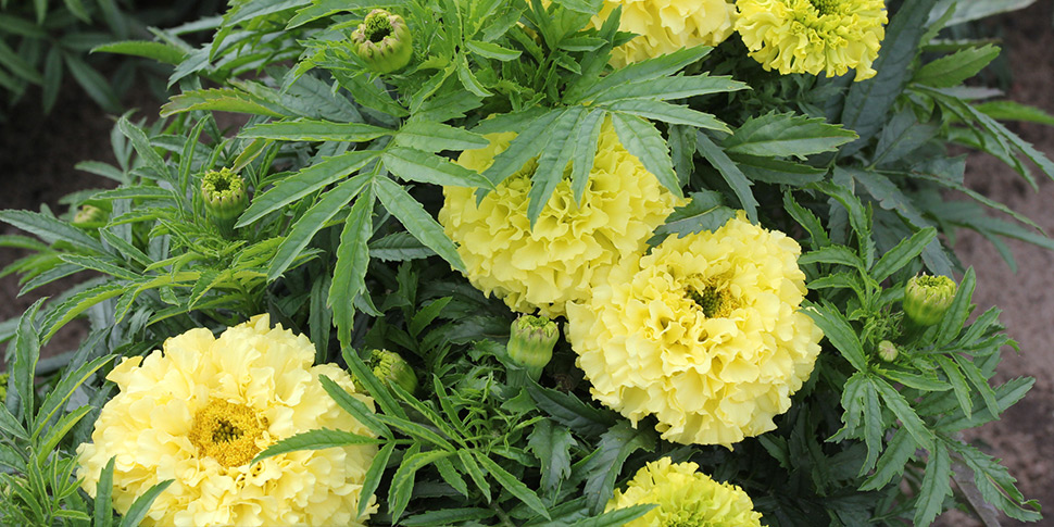 Tagetes-Grande-Yellow