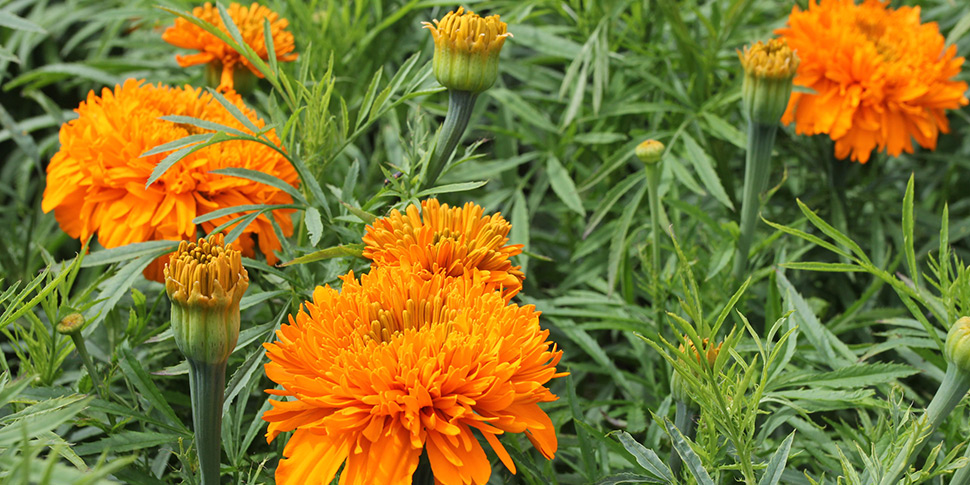 Tagetes-Mum-Orange