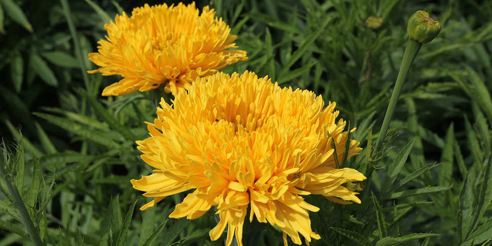 Tagetes-Mum-Yellow