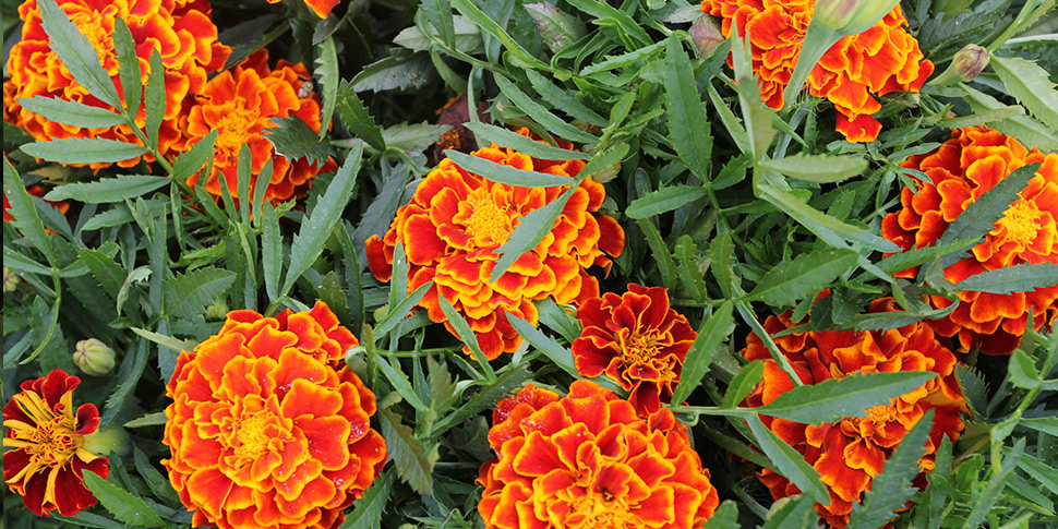 Tagetes-Red-Flash