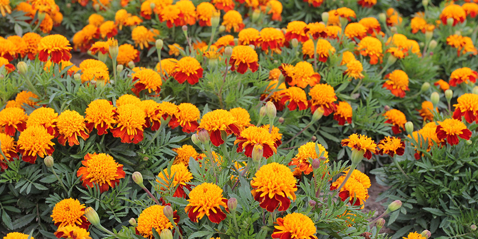 Marigold on sale tiger eyes