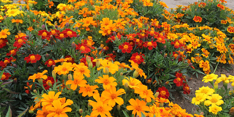 Tagetes-Toreador