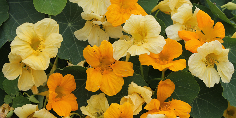 Tropaeolum-Butterscotch