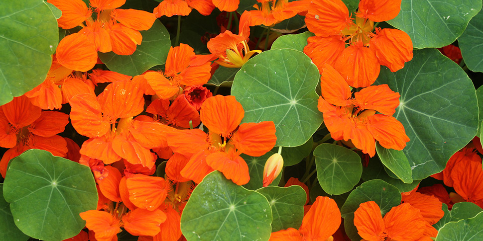 Tropaeolum-Copper-Wing