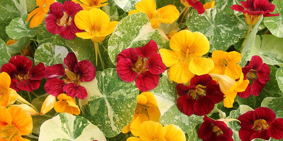 Tropaeolum-Desert-Sun