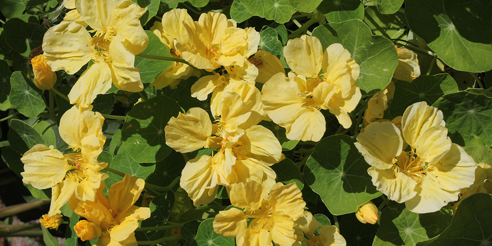 Tropaeolum-Double-Delight-Cream.JPG
