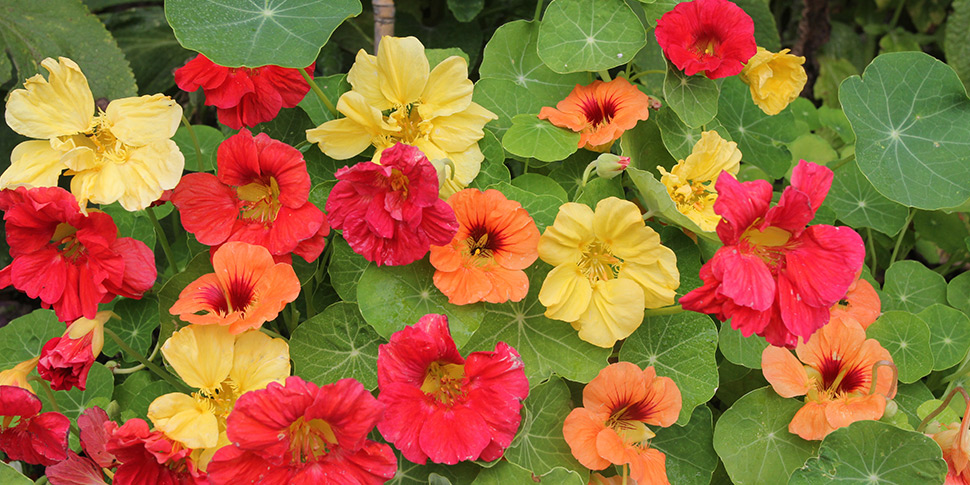 Tropaeolum-Hawaiian-Mix