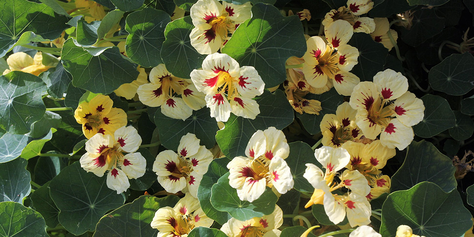 Tropaeolum-Ladybug-Cream