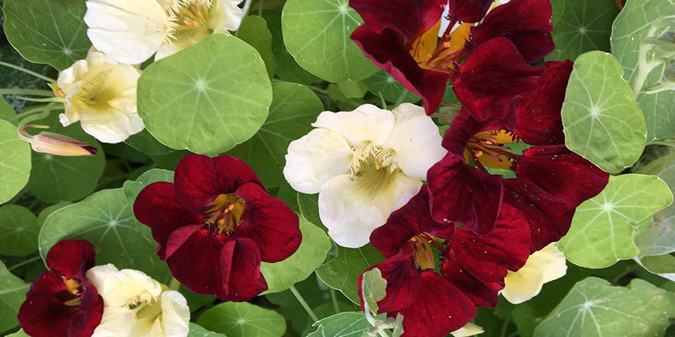 Tropaeolum-Night-and-Day