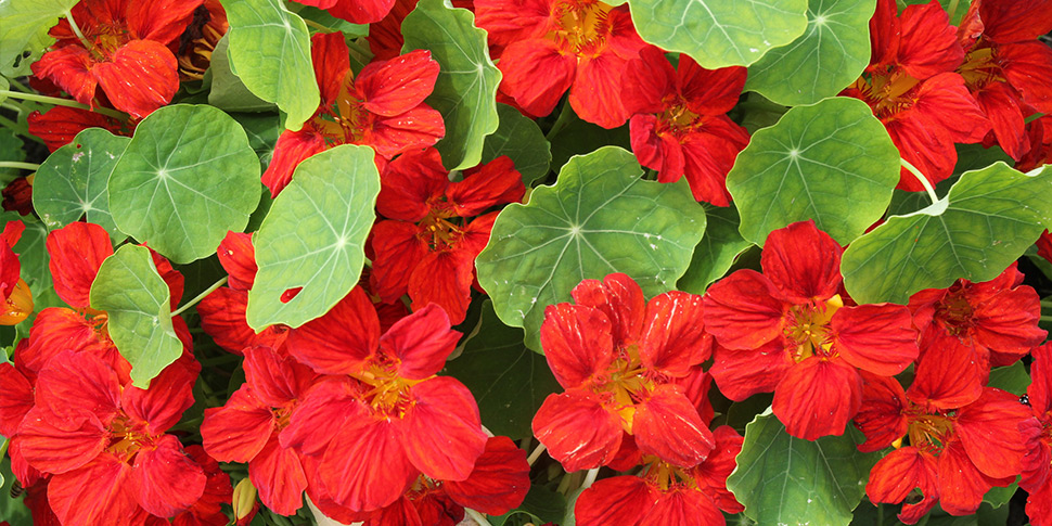 Tropaeolum-Red-Wing