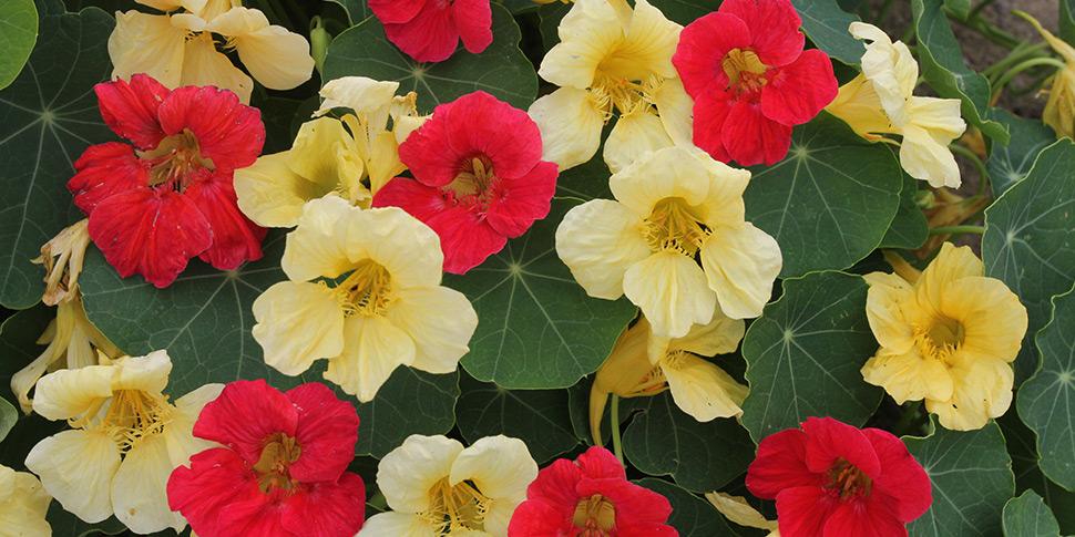 Tropaeolum-Singapore-Sling