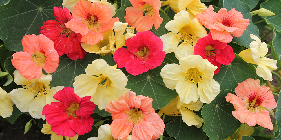 Tropaeolum-Tropical-Fruits
