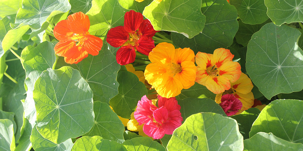 Wing Mix | Tropaeolum majus | Compass Horticulture