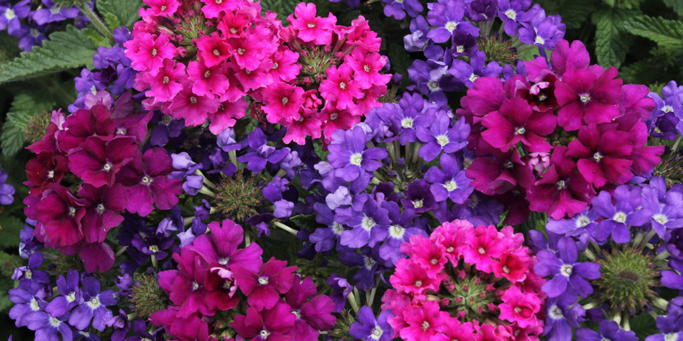 Verbena-Jazz-Age