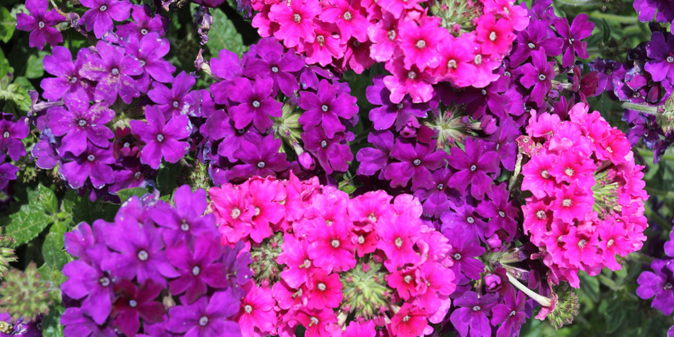 Verbena-Purple-Rain