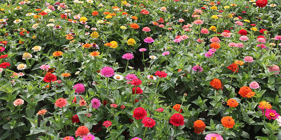 50Pcs Zinnia Candy Mixed Seeds Scabiosa-Type Flowers Long Blooming Elegance 