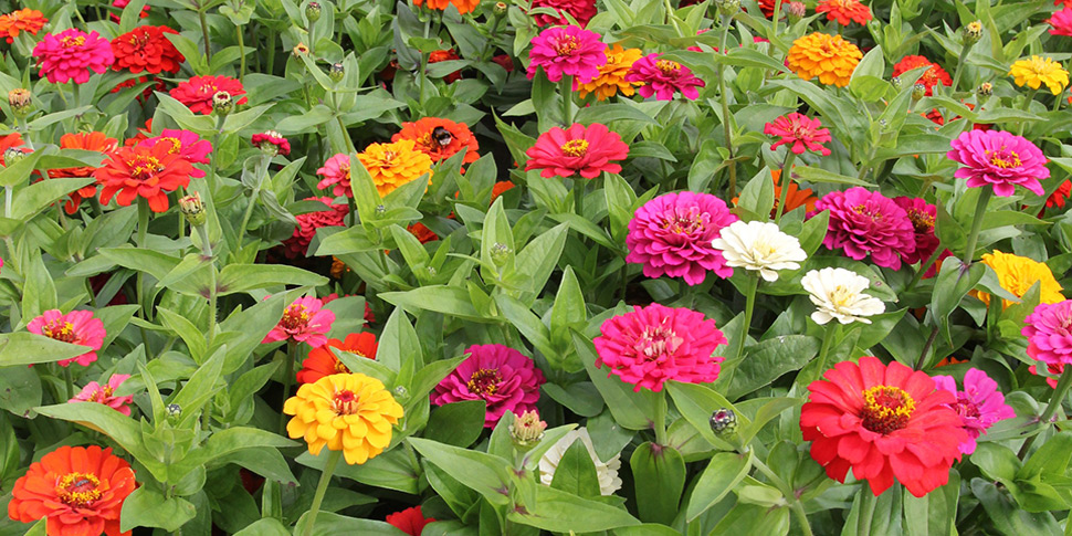 Zinnia-Double-Delight