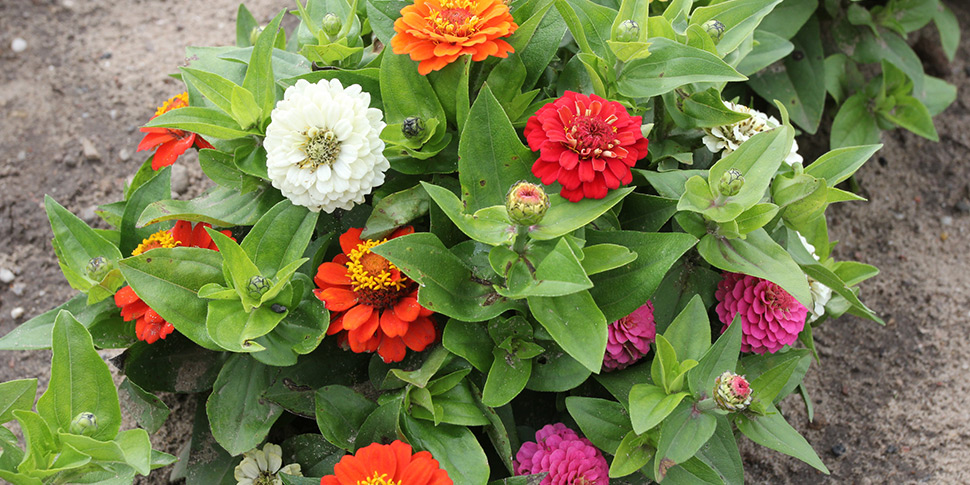 Zinnia-Elfin-Mix
