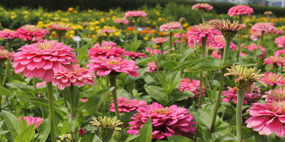 Zinnia-Elizabethan