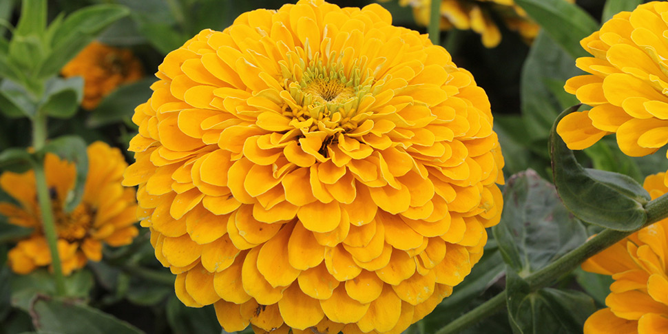 Zinnia-Magna-Gold