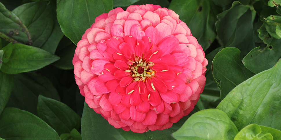 Zinnia-Magna-Salmon