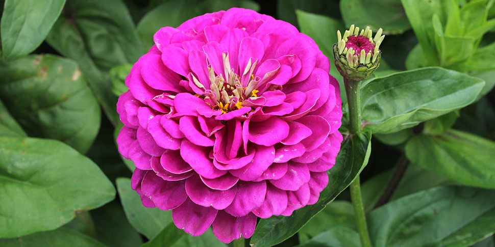 Zinnia-Magna-Violet