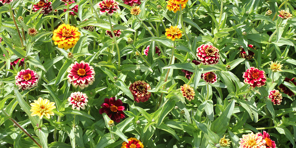 Zinnia-Piri-Piri.