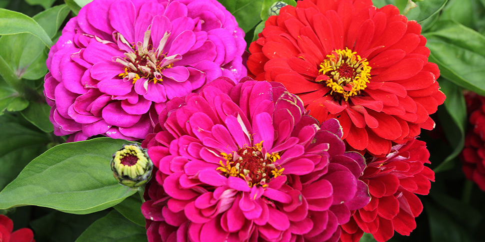 Zinnia-Pizzazz
