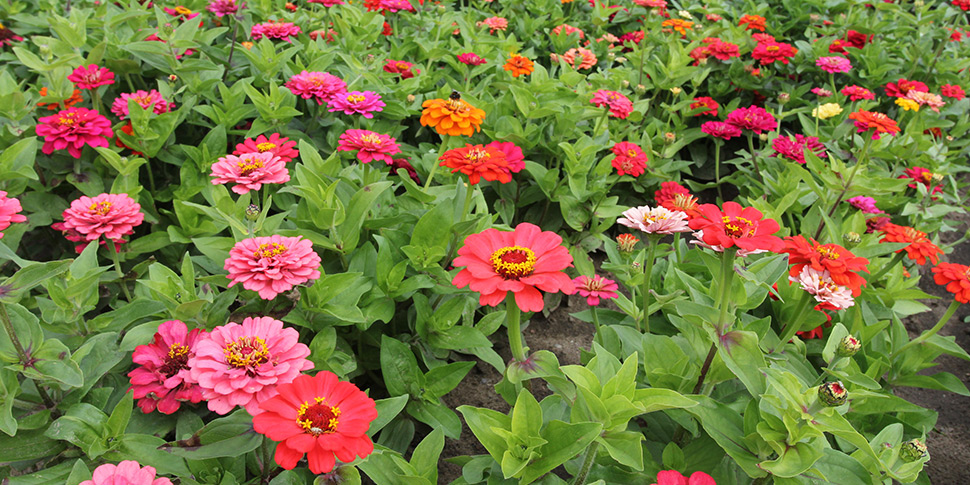 Summer Dreams Zinnia Elegans Compass Horticulture